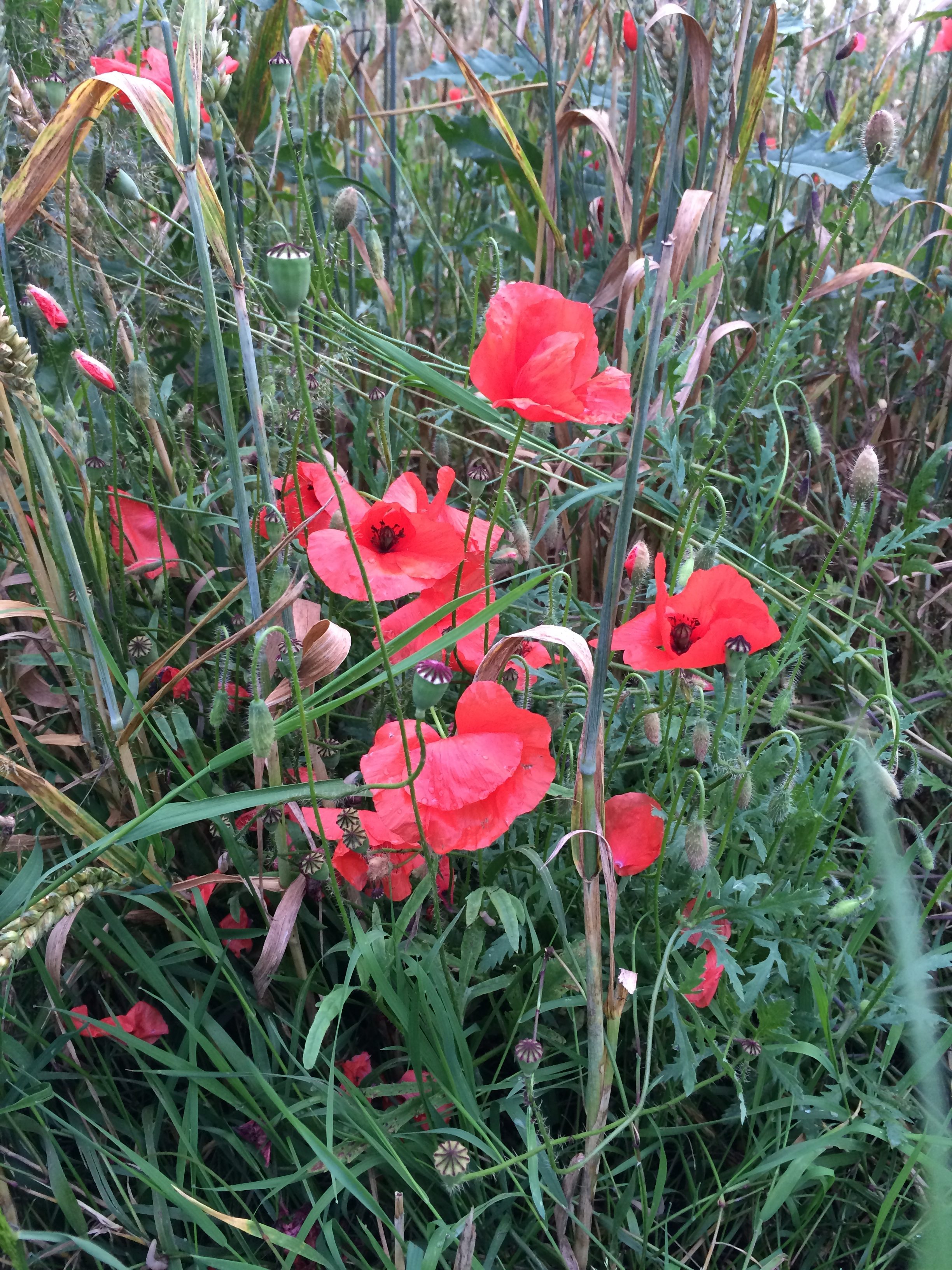 Klatschmohn (Papaver rhoeas L.) (Copyright 2016 - Nico Riffel)
