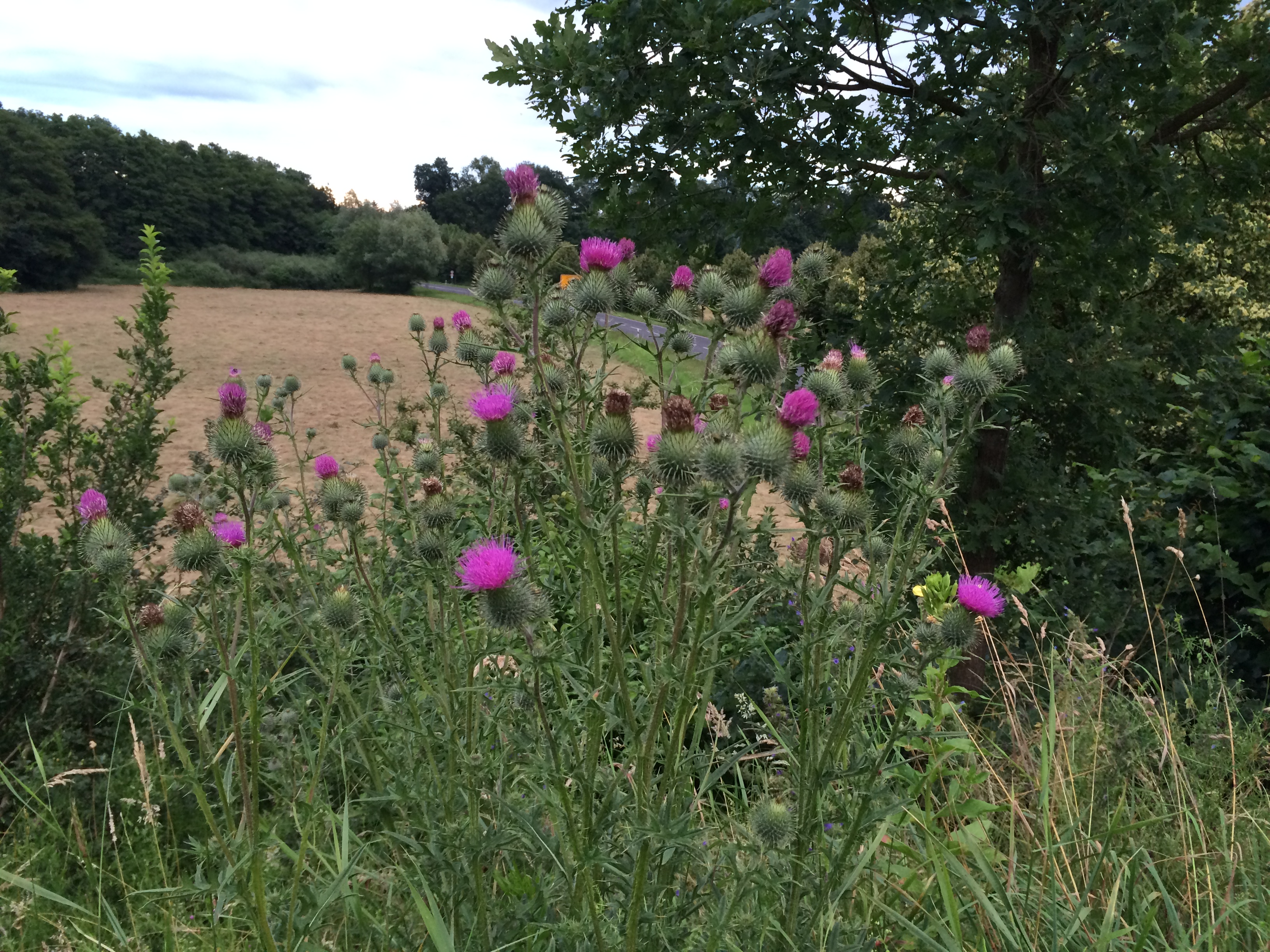 Eselsdistel (Onopordum acanthium L.) (Copyright 2016 - Nico Riffel)