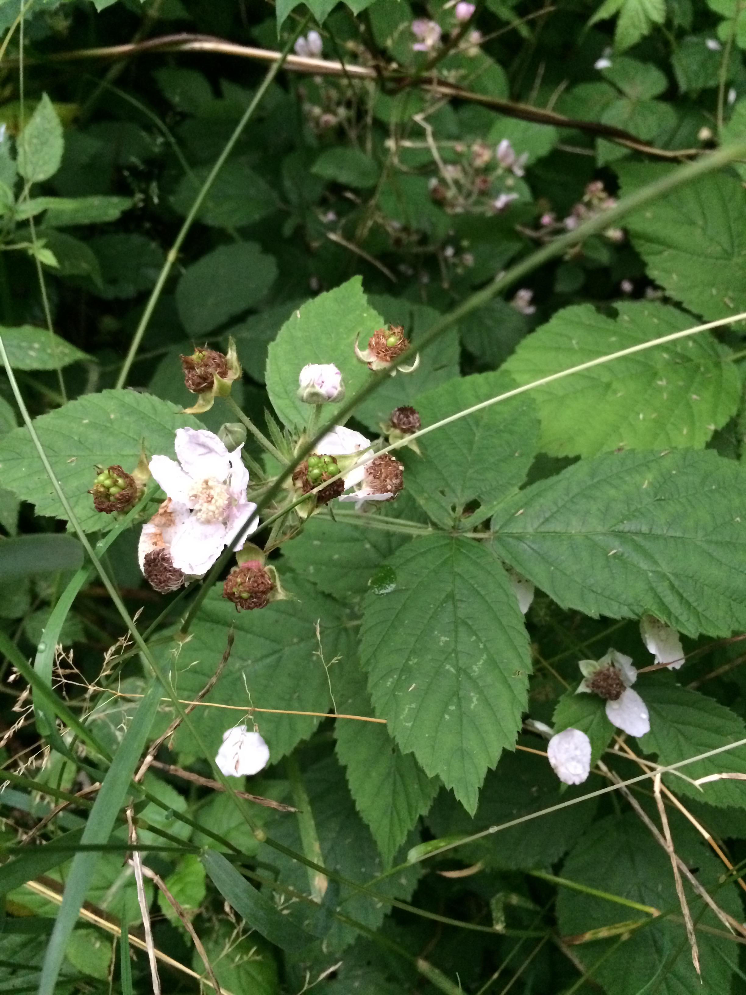 Brombeere (Rubus sectio Rubus) (Copyright 2016 - Nico Riffel)