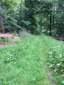 Grasige Waldwege