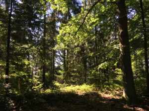 Wald
