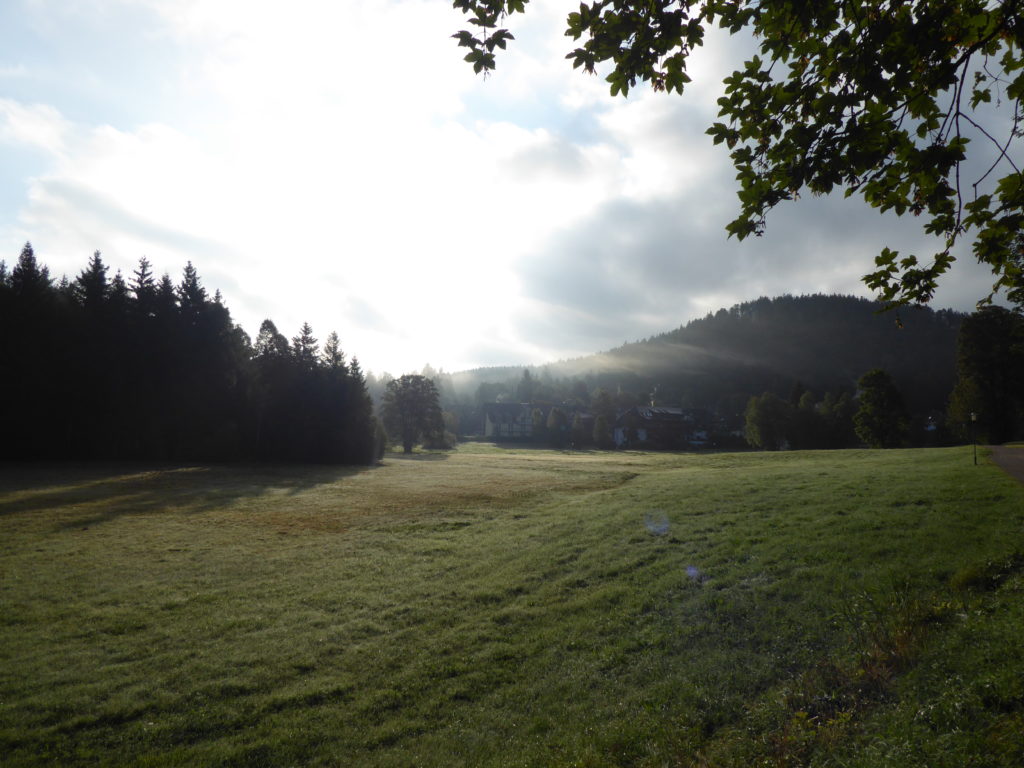 Sunshine on the meadow