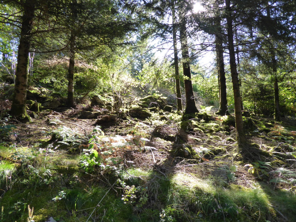 Sonne im Wald