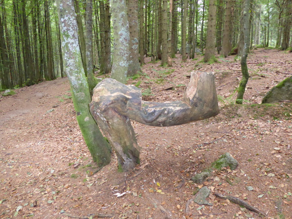 Seltsam geformter Stamm als Sitzplatz